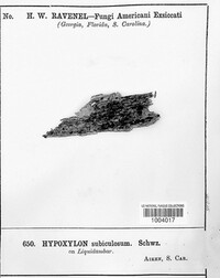 Hypoxylon subiculosum image